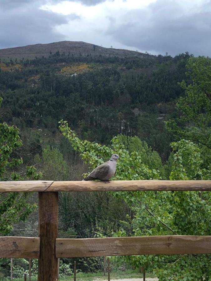 Casa Do Gaio-Turismo De Natureza Arouca Exteriör bild